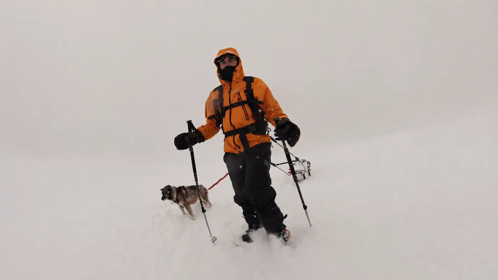 Expédition au Svalbard avec Freya, chienne de traîneau groenlandaise